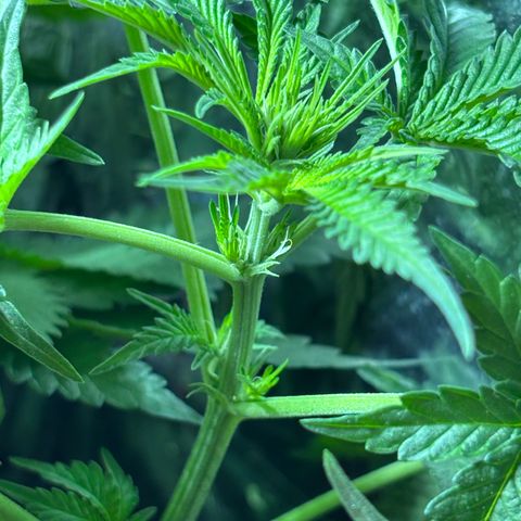 Northen Lights growlog timeline photo