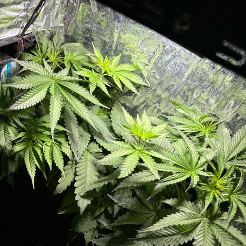 Northen Lights growlog timeline photo
