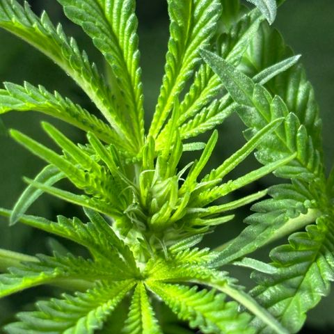 Northen Lights growlog timeline photo
