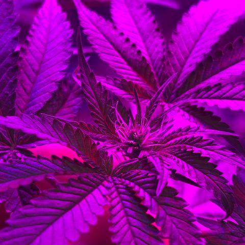 Northen Lights growlog timeline photo