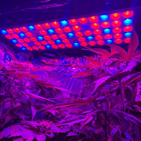 Northen Lights growlog timeline photo