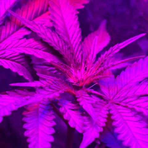 Northen Lights growlog timeline photo