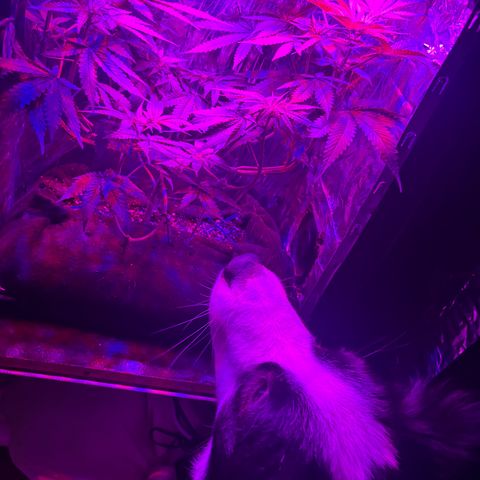 Northen Lights growlog timeline photo