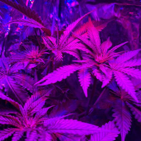 Northen Lights growlog timeline photo