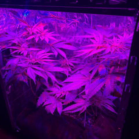 Northen Lights growlog timeline photo