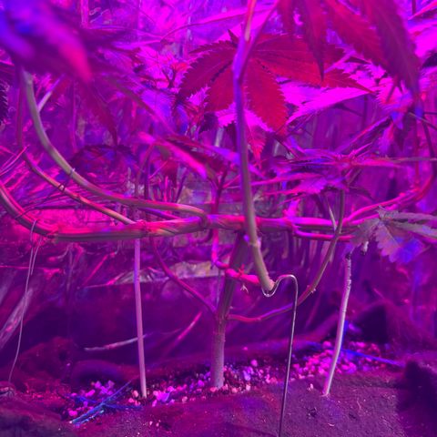 Northen Lights growlog timeline photo