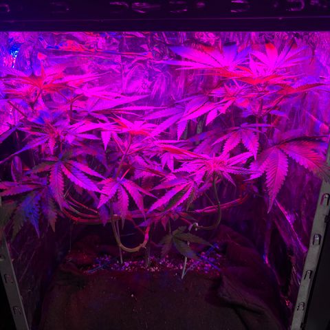 Northen Lights growlog timeline photo