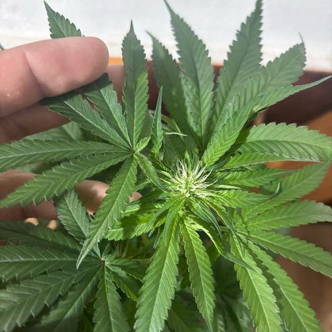 Northen Lights growlog timeline photo