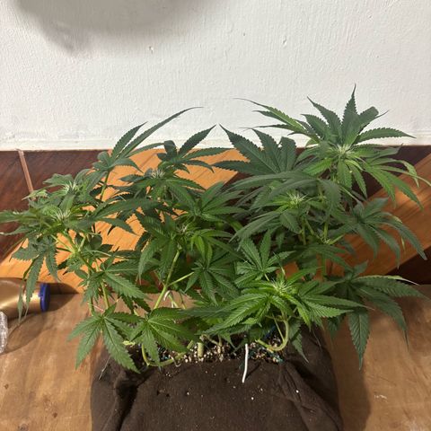 Northen Lights growlog timeline photo