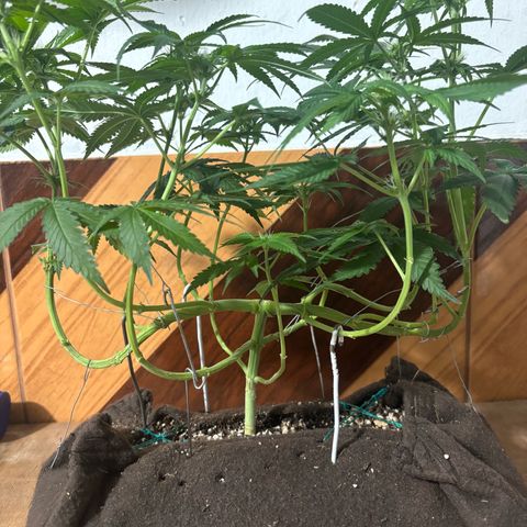 Northen Lights growlog timeline photo