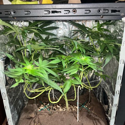 Northen Lights growlog timeline photo