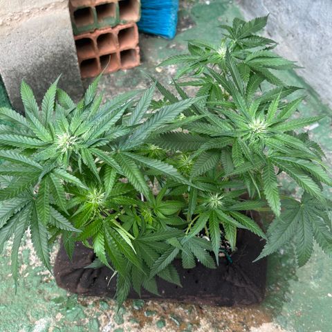 Northen Lights growlog timeline photo