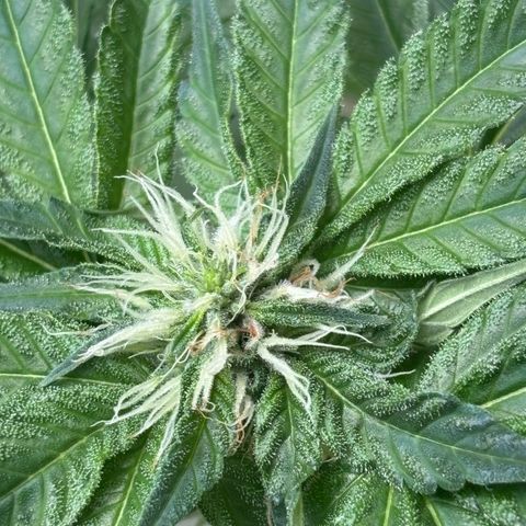 Northen Lights growlog timeline photo