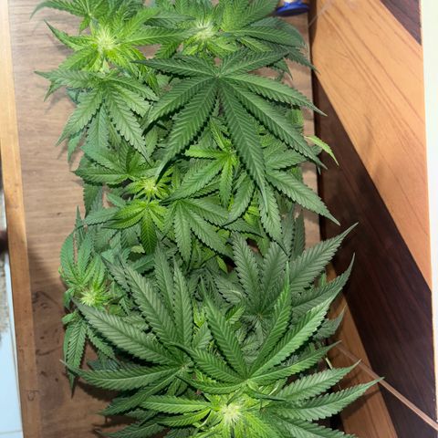 Northen Lights growlog timeline photo