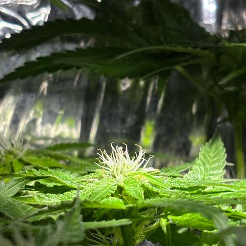 Northen Lights growlog timeline photo