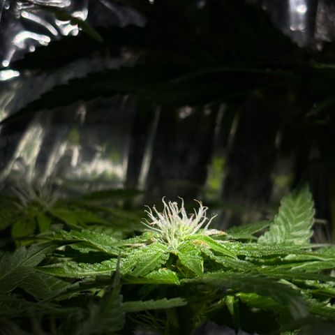 Northen Lights growlog timeline photo