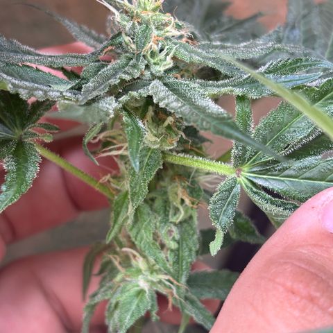 Northen Lights growlog timeline photo