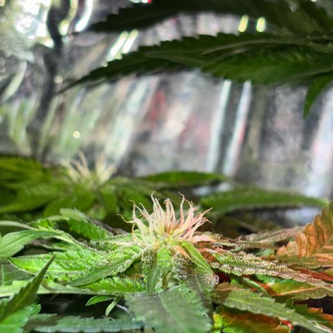 Northen Lights growlog timeline photo