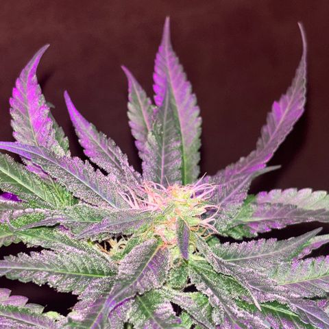 Northen Lights growlog timeline photo