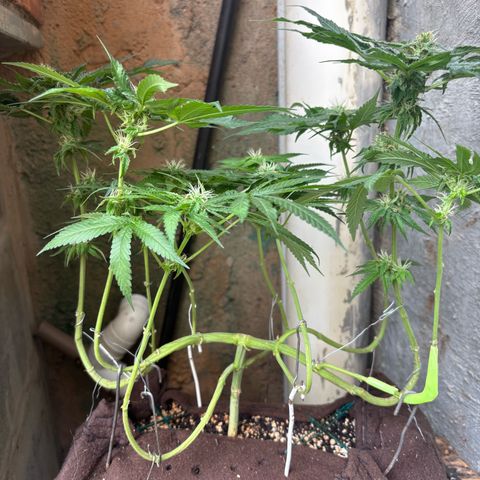 Northen Lights growlog timeline photo