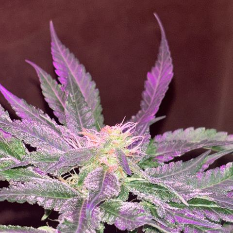 Northen Lights growlog timeline photo