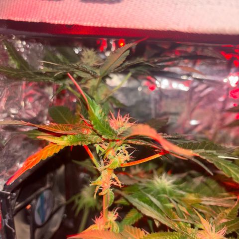 Northen Lights growlog timeline photo