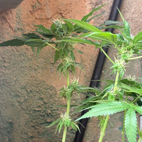 Northen Lights growlog timeline photo
