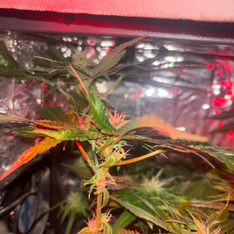 Northen Lights growlog timeline photo