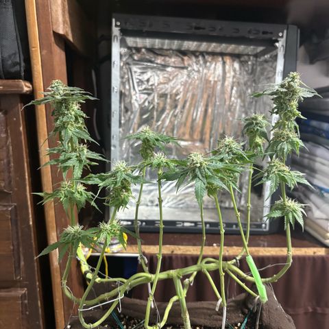 Northen Lights growlog photo: Defoleia 90% e colheita 