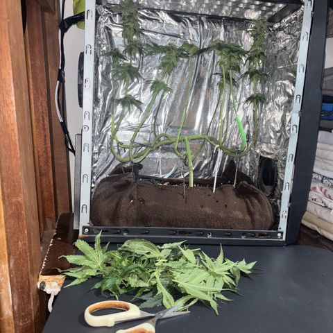 Northen Lights growlog photo: Defoleia 90% e colheita 