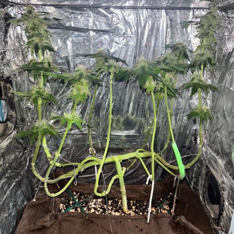 Northen Lights growlog photo: Defoleia 90% e colheita 