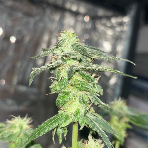 Northen Lights growlog photo: Defoleia 90% e colheita 