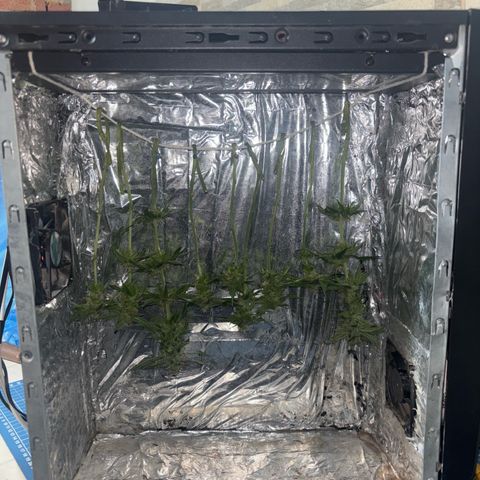 Northen Lights growlog photo: Defoleia 90% e colheita 