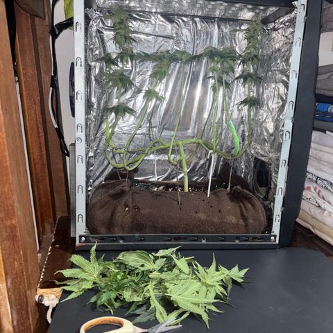 Northen Lights growlog photo: Defoleia 90% e colheita 