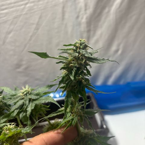 Northen Lights growlog photo: Defoleia 90% e colheita 