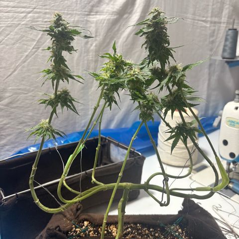 Northen Lights growlog photo: Defoleia 90% e colheita 