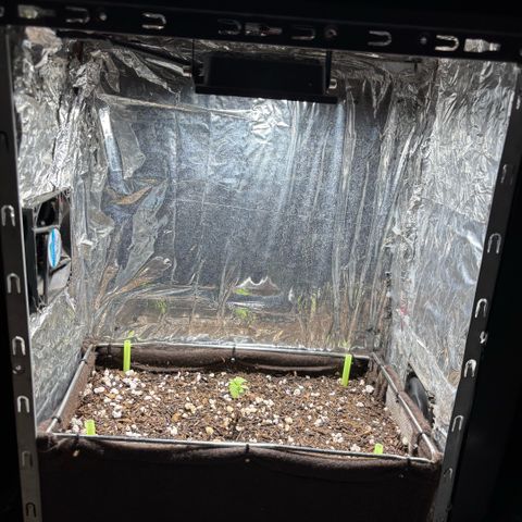 Sunset Sherbet Auto growlog timeline photo