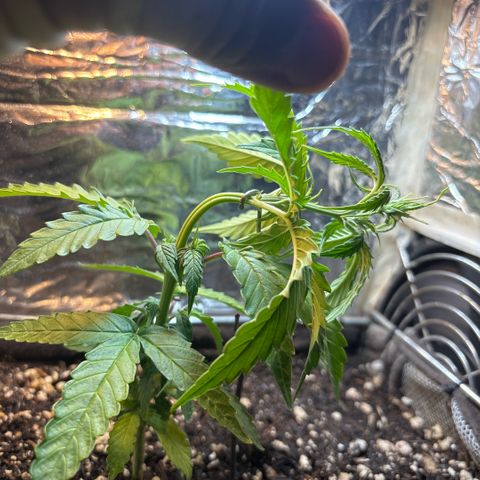 Sunset Sherbet Auto growlog timeline photo
