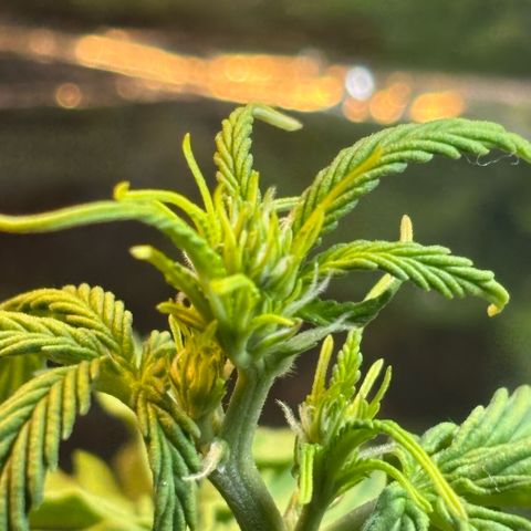 Sunset Sherbet Auto growlog timeline photo