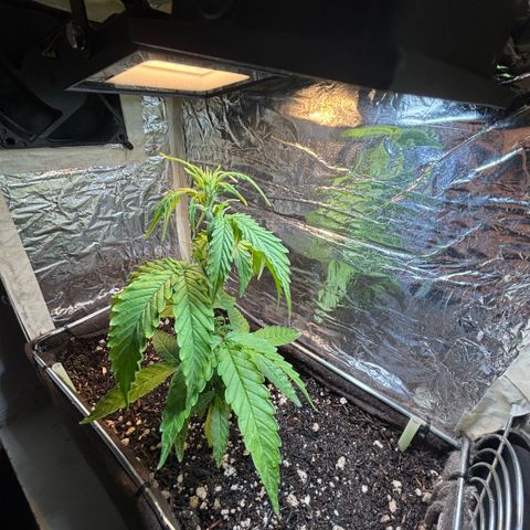 Sunset Sherbet Auto growlog timeline photo