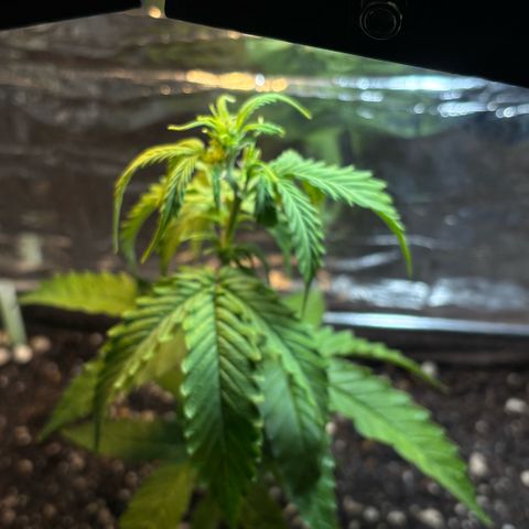 Sunset Sherbet Auto growlog timeline photo