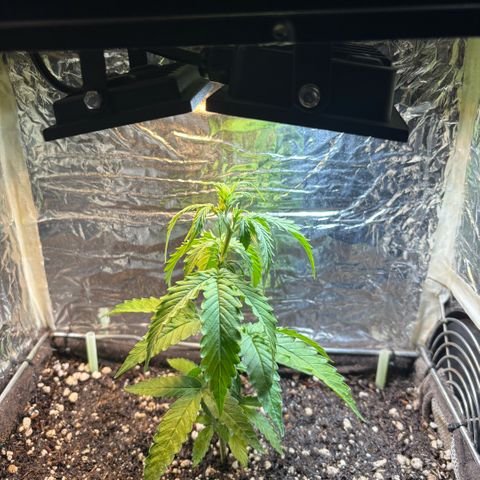 Sunset Sherbet Auto growlog timeline photo