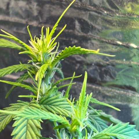 Sunset Sherbet Auto growlog timeline photo