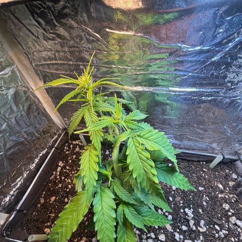Sunset Sherbet Auto growlog timeline photo