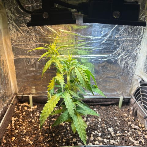 Sunset Sherbet Auto growlog timeline photo