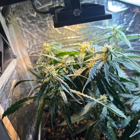 Sunset Sherbet Auto growlog timeline photo