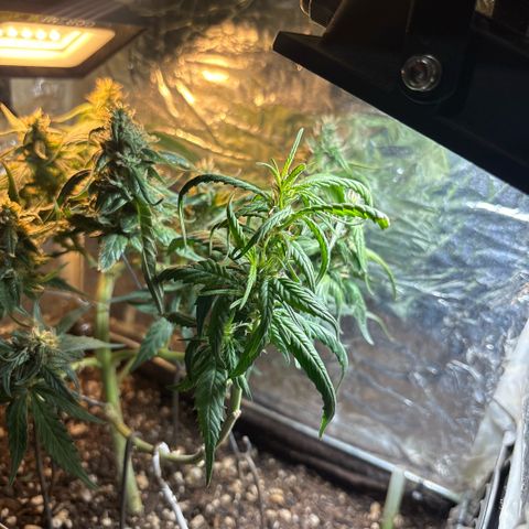 Sunset Sherbet Auto growlog timeline photo