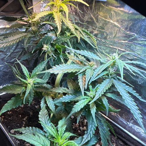 Sunset Sherbet Auto growlog timeline photo