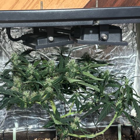 Sunset Sherbet Auto growlog timeline photo