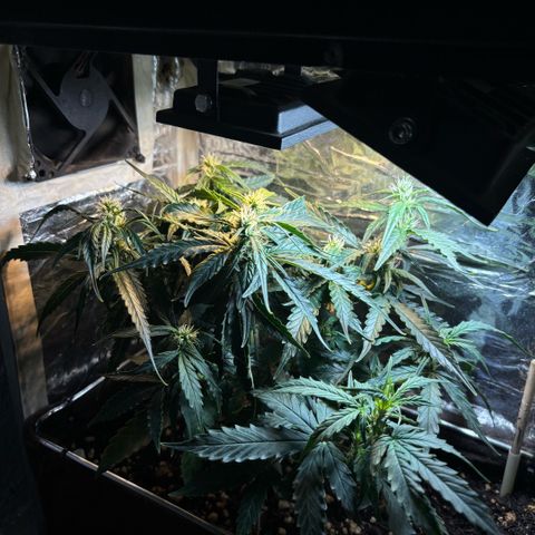 Sunset Sherbet Auto growlog timeline photo